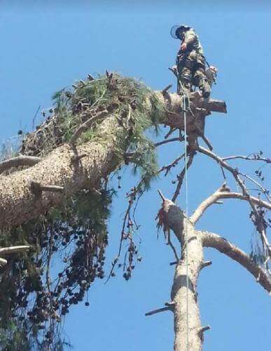 גיזום עצים בגובה